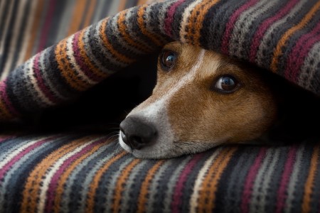 Dog peeking from under a striped blanket with curious eyes.
